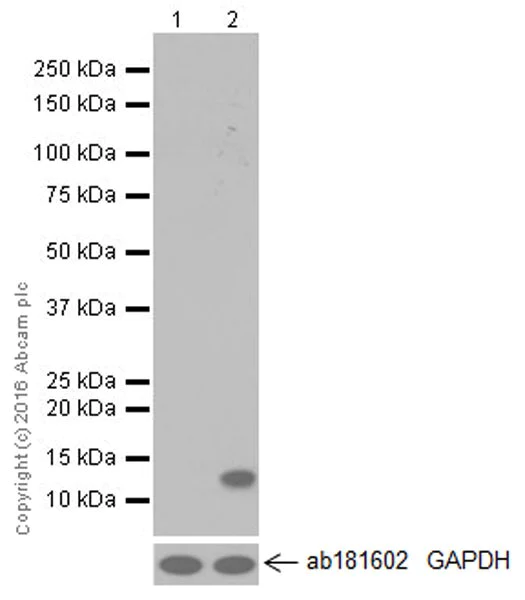Western blot - Anti-CCL4/MIP-1 beta + CCL4L1 antibody [EPR494] (AB40857)
