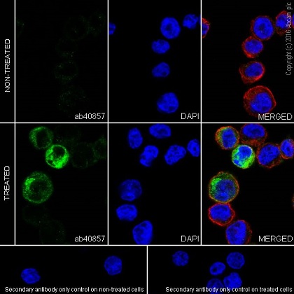 Immunocytochemistry/ Immunofluorescence - Anti-CCL4/MIP-1 beta + CCL4L1 antibody [EPR494] - BSA and Azide free (AB232158)