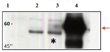 Western blot - Anti-CCM2 antibody (AB129386)
