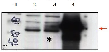 Western blot - Anti-CCM2 antibody (AB129386)