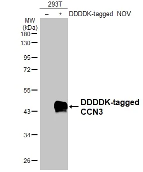 Anti-CCN3 antibody (ab137677) | Abcam