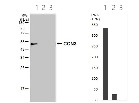 Western blot - Anti-CCN3 antibody (AB137677)