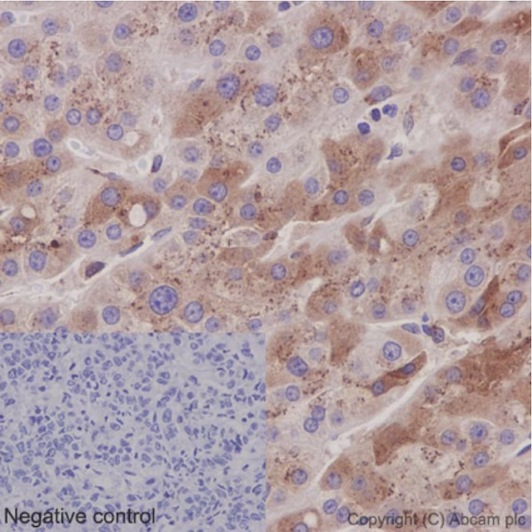 Immunohistochemistry (Formalin/PFA-fixed paraffin-embedded sections) - Anti-CCN3 antibody [EPR8781(3)] - BSA and Azide free (AB251077), expandable thumbnail
