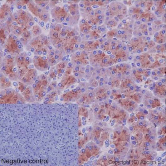 Immunohistochemistry (Formalin/PFA-fixed paraffin-embedded sections) - Anti-CCN3 antibody [EPR8781(3)] - BSA and Azide free (AB251077)