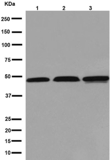Western blot - Anti-CCN3 antibody [EPR8781(3)] - BSA and Azide free (AB251077), expandable thumbnail