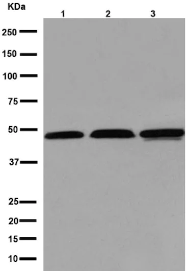 Western blot - Anti-CCN3 antibody [EPR8781(3)] - BSA and Azide free (AB251077)