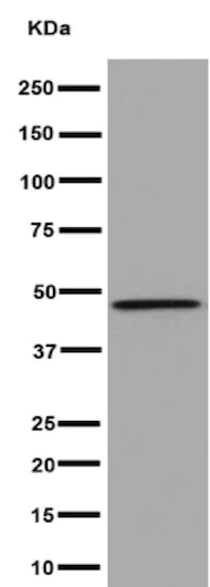 Western blot - Anti-CCN3 antibody [EPR8781(3)] - BSA and Azide free (AB251077)