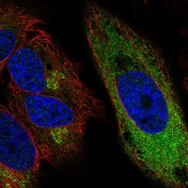 Immunocytochemistry/ Immunofluorescence - Anti-CCPG1 antibody (AB219854)