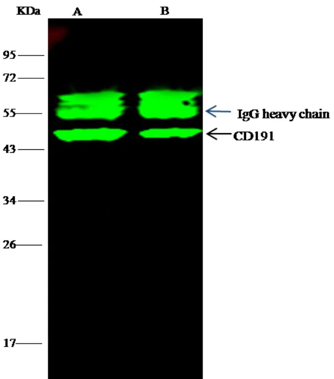 Immunoprecipitation - Anti-CCR1 antibody [002] - BSA and Azide free (AB276049)
