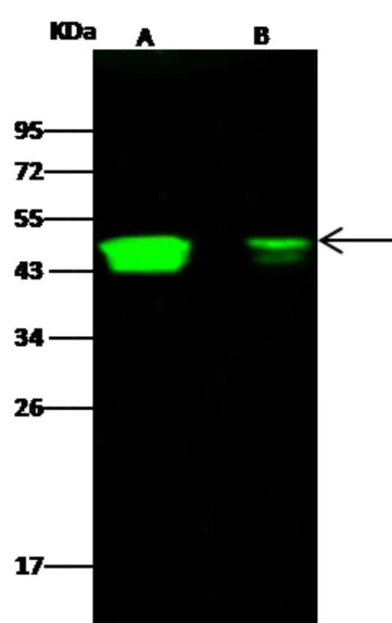 Western blot - Anti-CCR1 antibody [002] - BSA and Azide free (AB276049)
