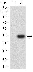 Western blot - Anti-CCR1 antibody [8E10G6] (AB233832)