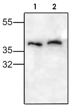 Western blot - Anti-CCR1 antibody (AB19013)