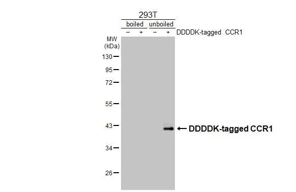 Western blot - Anti-CCR1 antibody [HL2840] - BSA and Azide free (AB325842)