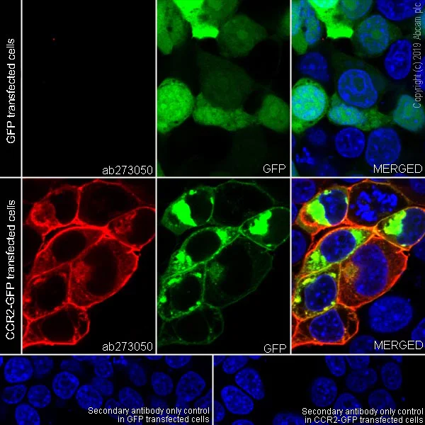 Immunocytochemistry/ Immunofluorescence - Anti-CCR2 antibody [EPR20844-15] (AB273050)