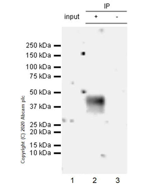 Immunoprecipitation - Anti-CCR2 antibody [EPR20844-15] - BSA and Azide free (AB273061)
