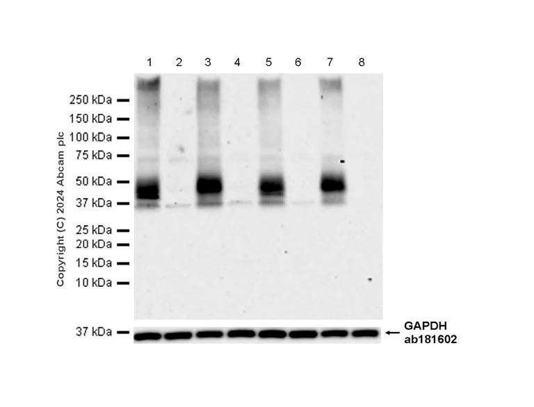 Western blot - Anti-CCR2 antibody [EPR20844-15] - BSA and Azide free (AB273061)