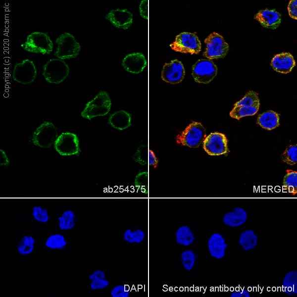 Immunocytochemistry/ Immunofluorescence - Anti-CCR2 antibody [EPR23494-47] (AB254375), expandable thumbnail