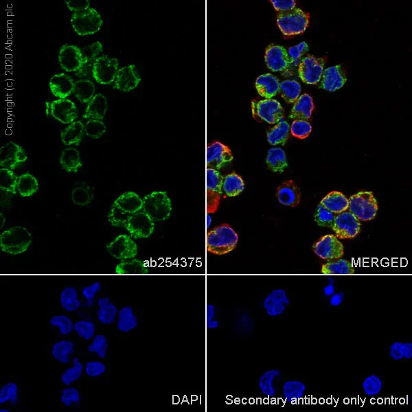 Immunocytochemistry/ Immunofluorescence - Anti-CCR2 antibody [EPR23494-47] - BSA and Azide free (AB273054)