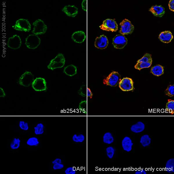 Immunocytochemistry/ Immunofluorescence - Anti-CCR2 antibody [EPR23494-47] - BSA and Azide free (AB273054)