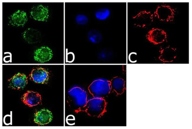 Immunocytochemistry/ Immunofluorescence - Anti-CCR2 Antibody [RP23040162] (AB313463)