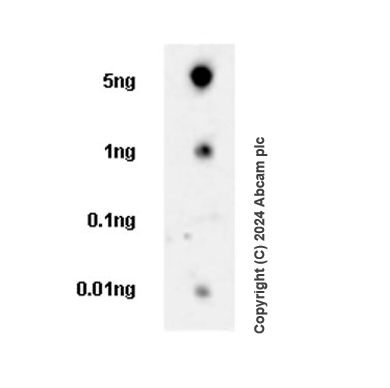 Dot Blot - Anti-CCR3 antibody [EPR27419-30] - BSA and Azide free (AB318267), expandable thumbnail