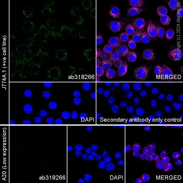 Immunocytochemistry/ Immunofluorescence - Anti-CCR3 antibody [EPR27419-30] - BSA and Azide free (AB318267)
