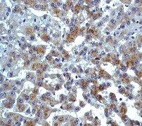 Immunohistochemistry (Formalin/PFA-fixed paraffin-embedded sections) - Anti-CCR3 antibody [Y31] - Low endotoxin, Azide free (AB228341)