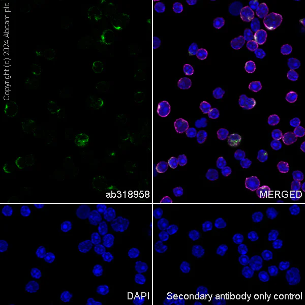 Immunocytochemistry/ Immunofluorescence - Anti-CCR4 antibody [EPR27421-23] - BSA and Azide free (AB318959)