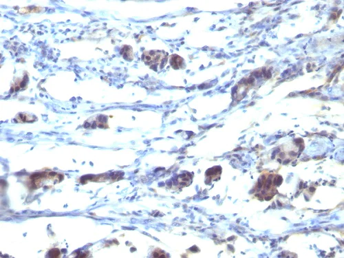Immunohistochemistry (Frozen sections) - Anti-CCR5 antibody [12D1] - BSA and Azide free (AB212302)
