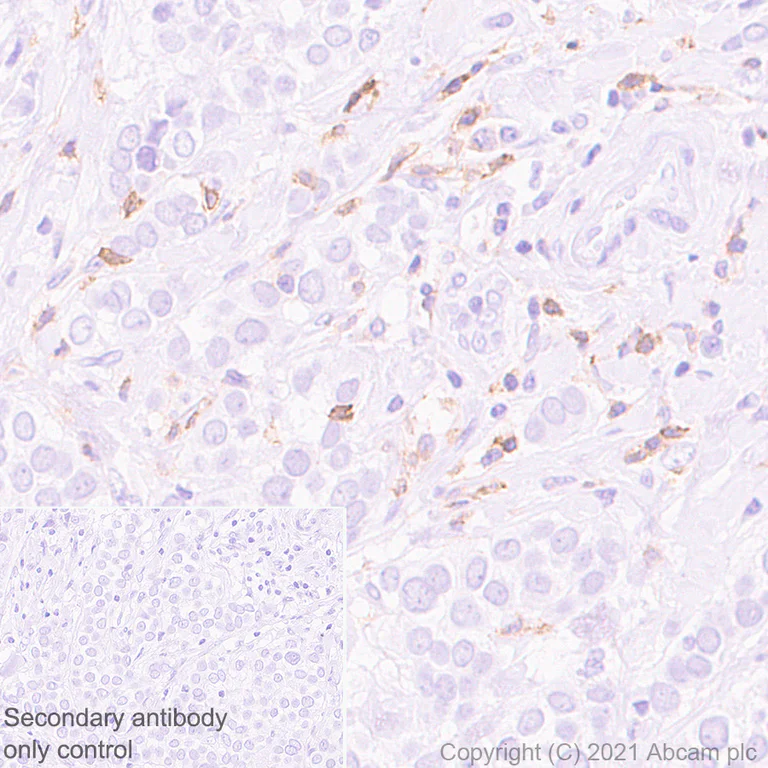 Immunohistochemistry (Formalin/PFA-fixed paraffin-embedded sections) - Anti-CCR5 antibody [EPR24589-95] - BSA and Azide free (AB287963)