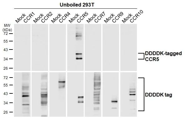 Western blot - Anti-CCR5 antibody [HL3650] - BSA and Azide free (AB325843)