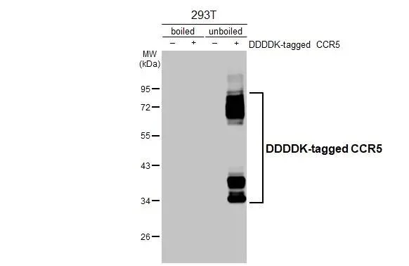 Western blot - Anti-CCR5 antibody [HL3650] - BSA and Azide free (AB325843)