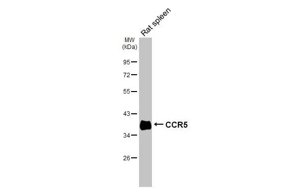Western blot - Anti-CCR5 antibody [HL3650] - BSA and Azide free (AB325843)