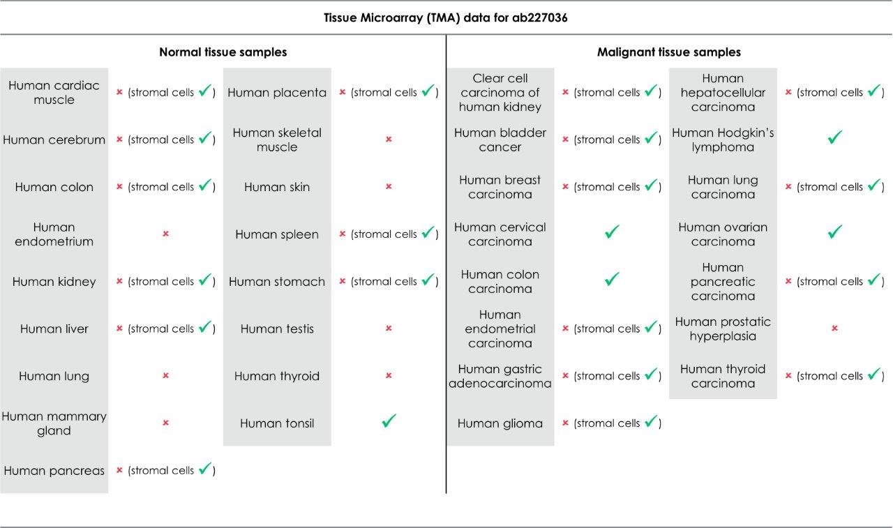 Immunohistochemistry (Formalin/PFA-fixed paraffin-embedded sections) - Anti-CCR6 antibody [EPR22259] (AB227036)