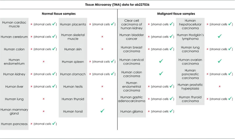 Immunohistochemistry (Formalin/PFA-fixed paraffin-embedded sections) - Anti-CCR6 antibody [EPR22259] (AB227036)