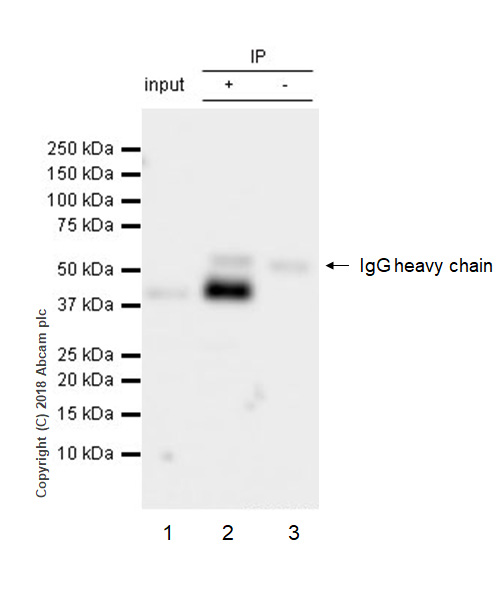Immunoprecipitation - Anti-CCR6 antibody [EPR22259] - BSA and Azide free (AB243852), expandable thumbnail