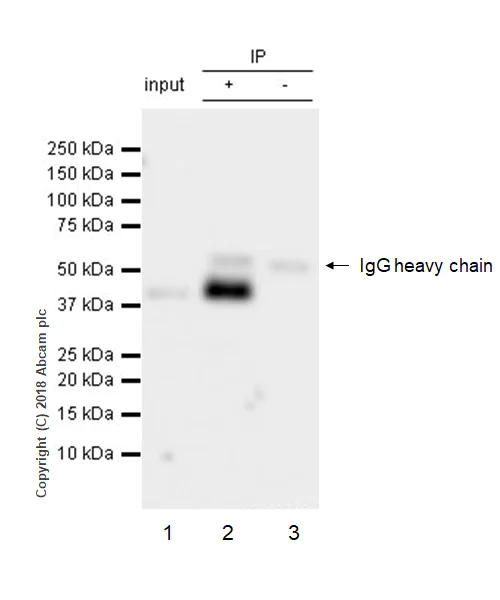 Immunoprecipitation - Anti-CCR6 antibody [EPR22259] - BSA and Azide free (AB243852)