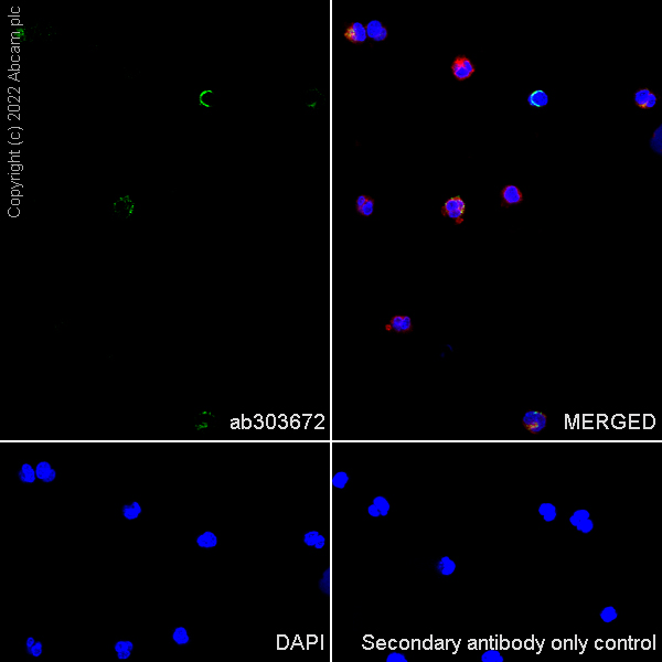 Immunocytochemistry/ Immunofluorescence - Anti-CCR6 antibody [EPR24085-145] (AB303672), expandable thumbnail