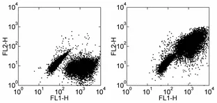 Flow Cytometry - Anti-CCR7 antibody [4B12] - Low endotoxin, Azide free (AB185745)