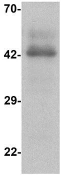 Western blot - Anti-CCR7/CD197 antibody (AB191575)