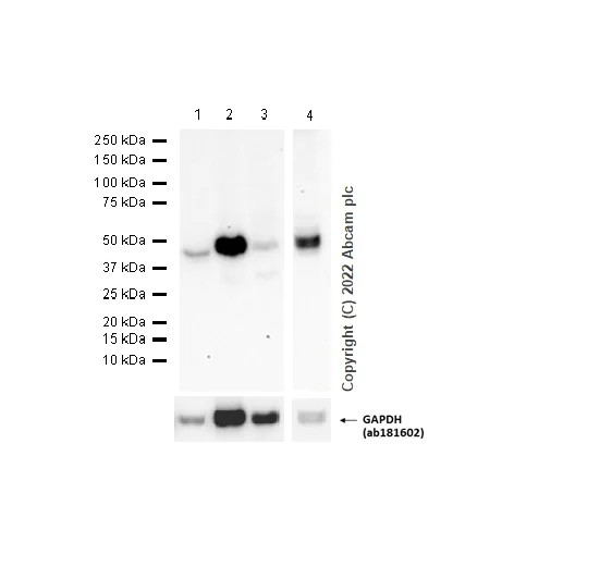 Western blot - Anti-CCR7 antibody [E75] - BSA and Azide free (AB247223)