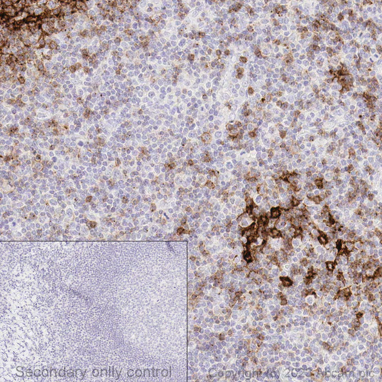 Immunohistochemistry (Formalin/PFA-fixed paraffin-embedded sections) - Anti-CCR7 antibody [EPR23192-57] - BSA and Azide free (AB272938)
