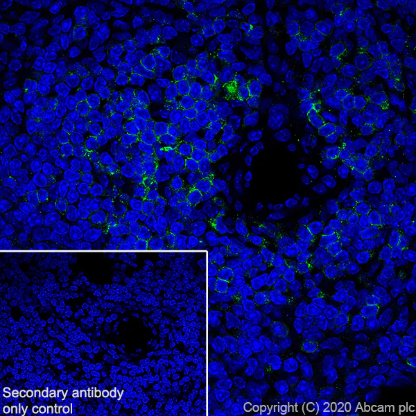Immunohistochemistry (Frozen sections) - Anti-CCR7 antibody [EPR23192-57] - BSA and Azide free (AB272938)