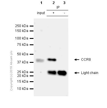 Immunoprecipitation - Anti-CCR8 antibody [E77] - BSA and Azide free (AB239814), expandable thumbnail