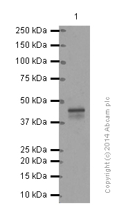 Western blot - Anti-CCR8 antibody [E77] - BSA and Azide free (AB239814), expandable thumbnail