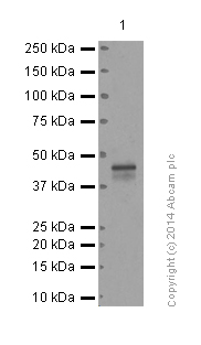 Western blot - Anti-CCR8 antibody [E77] - BSA and Azide free (AB239814), expandable thumbnail