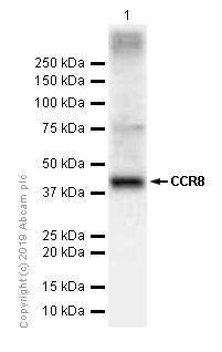 Western blot - Anti-CCR8 antibody [E77] - BSA and Azide free (AB239814), expandable thumbnail