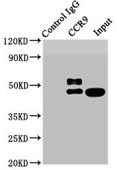 Immunoprecipitation - Anti-CCR9 antibody [4G2] (AB288375), expandable thumbnail