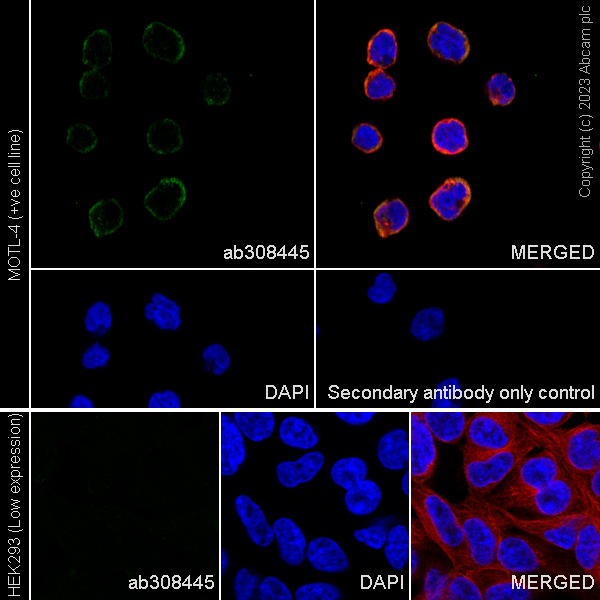 Immunocytochemistry/ Immunofluorescence - Anti-CCR9 antibody [EPR26524-22] - BSA and Azide free (AB308446), expandable thumbnail