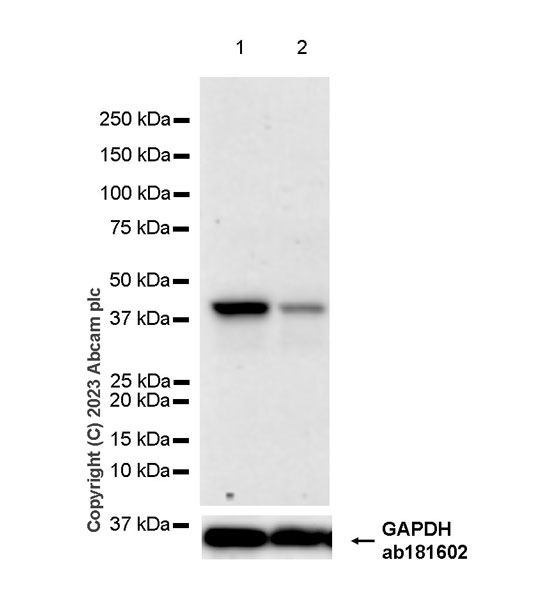 Western blot - Anti-CCR9 antibody [EPR26524-22] - BSA and Azide free (AB308446), expandable thumbnail